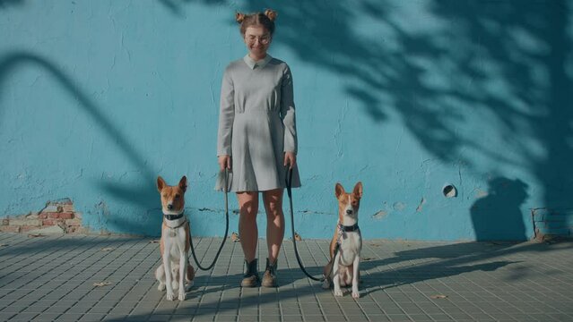 Young happy pretty cynologist, breeder in cute dress on simple blue sunny background stand, dance, smile, walk on urban city street with two well behaved smart purebred basenji pet dogs on leash