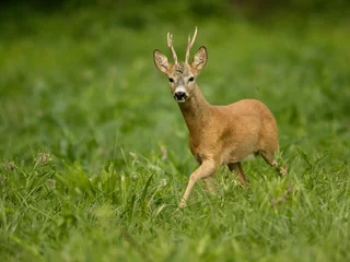  roe deer rut © rasto24
