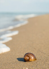 conch on the beach with sea on background