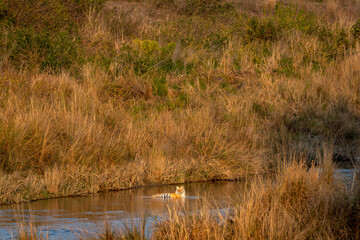 wild bengal male tiger resting in cold water of ramganga river in golden hour winter sunset light at dhikala zone of jim corbett national park forest uttarakhand india asia - panthera tigris tigris