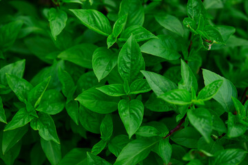 Fototapeta na wymiar Fresh basil leaves in the garden