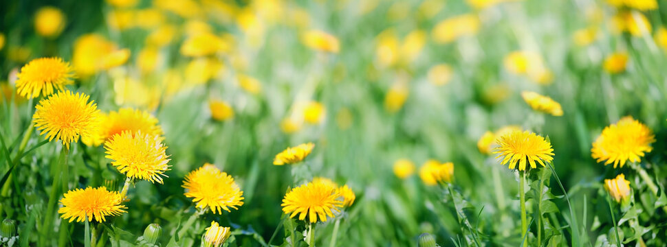 Beautiful yellow dandelion flowers on green meadow, natural blurred background. Dreamy artistic floral image of nature. Green field with yellow fluffy dandelions close up. spring summer season. banner
