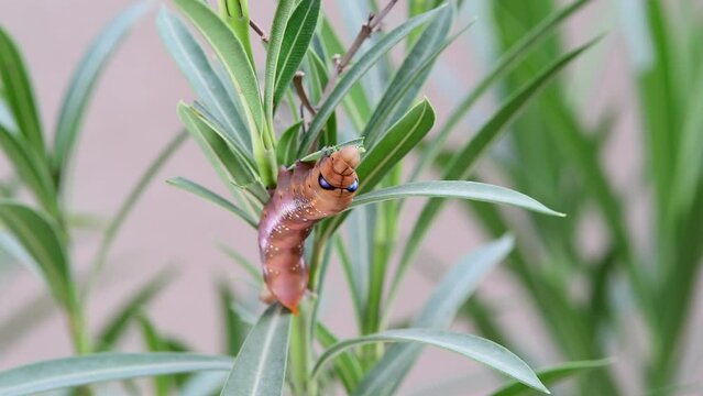 Caterpillar eating a leaf, United Arab Emirates (UAE), Arabian Peninsula, Middle East. Wildlife Observation. Caterpillar of the Daphnis nerii eating a leaf, Closeup of Caterpillars of moths