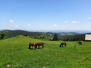 Domestic horses graze the grass on the mountain Ozren, Bosnia and Herzegovina