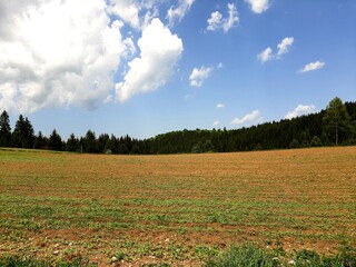 Field of buckwheat near Bijambare, Bosnia and Herzegovina