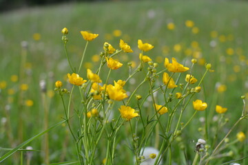 field of dandelions