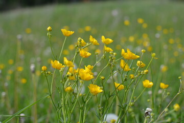 Obraz premium yellow dandelions in the grass