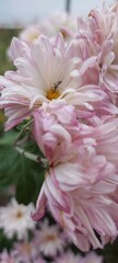 pink and white dahlia