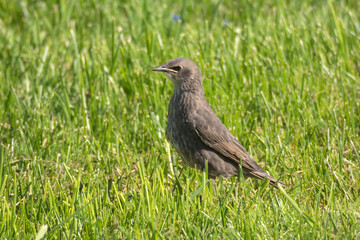 portrait of a starling chick