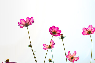 Pink cosmos flower blooming on a white background.