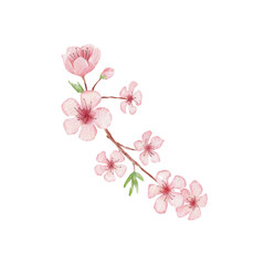 Fototapeta na wymiar Branch of Cherry blossom illustration. Watercolor painting sakura isolated on white. Japanese flower