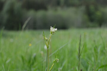 flowers in the grass