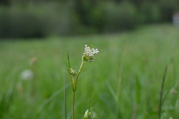 flowers in the grass