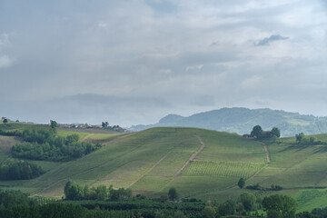 Fototapeta premium Spring landscape of vines and hills in Langhe, Italy