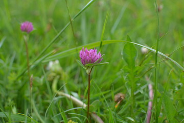 pink cosmos flower