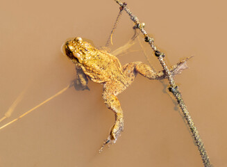 Common toad