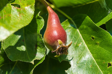 Kleine rote  Birnen wachsen schon an einem Ast