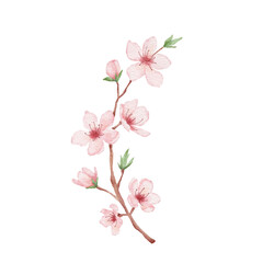 Fototapeta na wymiar Branch of Cherry blossom illustration. Watercolor painting sakura isolated on white. Japanese flower