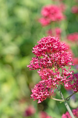 Blühende Spornblume, Centranthus ruber, Nahaufnahme