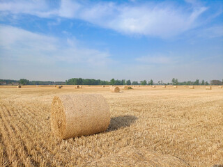 Fototapeta premium A field with wheat straw bales after harvest on the sky background
