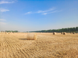 Fototapeta premium A field with wheat straw bales after harvest on the sky background