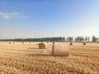 Fototapeta premium A field with wheat straw bales after harvest on the sky background