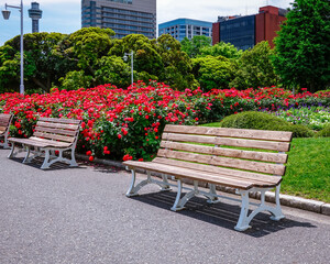 薔薇のベンチ（横浜の山下公園）