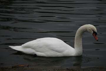 Swan