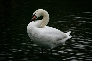 Swan