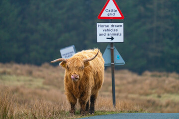 Single Highland Cow standing on the edge of a track in front of a road sign, licking it's nose - 509129356