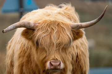 Close up of  the face of a Highland Cow with eccentrically bent horns - 509129357