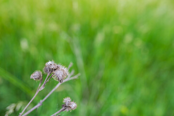 Dried thistle at summertime on vibrant green grass, shallow depth of field, space for text,.
