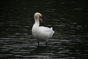 Swan
