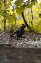 Obraz na płótnie Canvas Lithuanian common woodpecker in natural habitat
