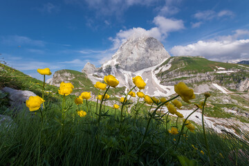Flowers in the mountains of Julian Alps.