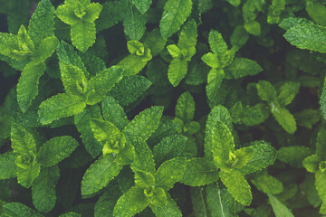 Green mint leaf in the garden, closeup of fresh herbs.