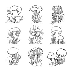 Set of hand drawn edible mushrooms