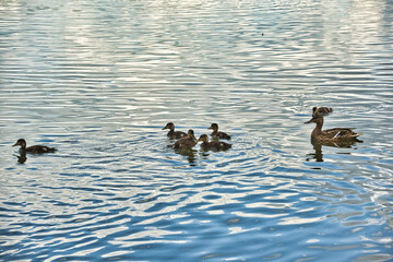 Ente mit ihren Küken auf dem wasser 