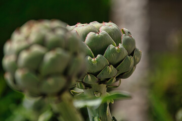 Obraz premium frische ganze Artischocke