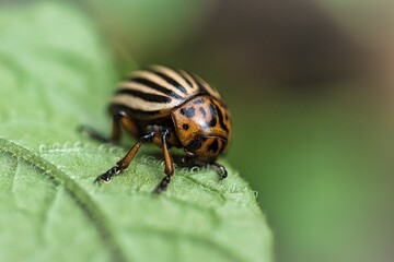 Fototapeta premium kleiner Kartoffelkäfer beim fressen
