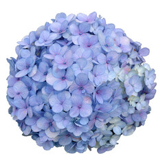 Blue Hydrangea Flower element Bouquet on white background