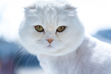 Portrait of a white cute cat