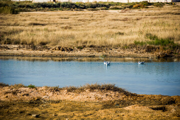 a seagulls on the shallow salty lagoon near the Azov sea on the Arabat Spit, Ukraine
