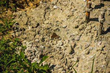 painted lady butterfly (Vanessa cardui) on concrete construction site