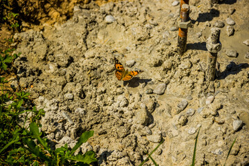 painted lady butterfly (Vanessa cardui) on concrete construction site