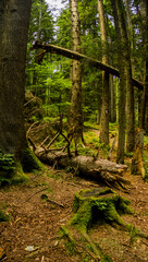 a fallen trunk of spruse tree and a large spruce stump in the forest