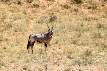 Gemsbok or South African Oryx in the Kgalagadi, South Africa