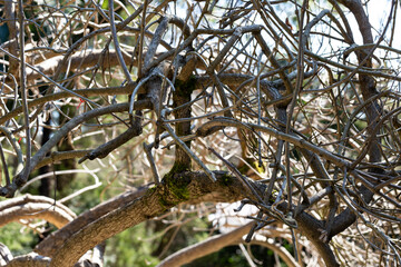 branches of trees without leaves on a tree on a sunny day