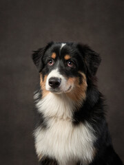 dog on a brown background in studio. Tricolor puppy Australian Shepherd