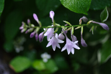 雨に濡れるコバギボウシ